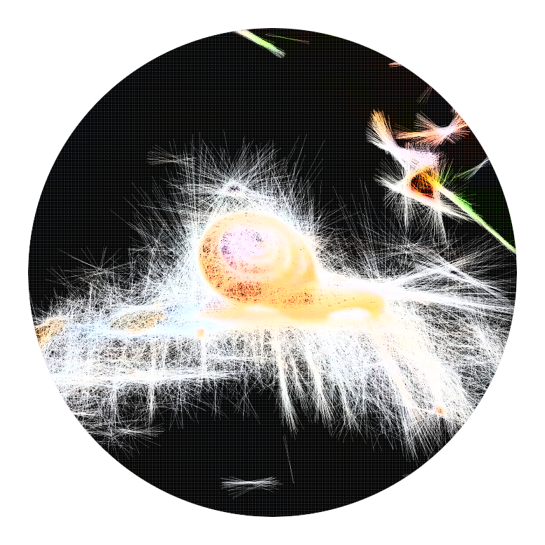 snailpunk